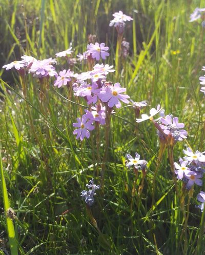 Primula nutans, photographed by Юлия