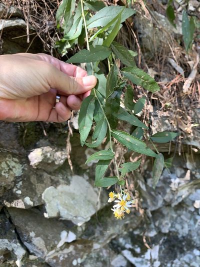 Aster taiwanensis, photographed by 呂一起(Lyu yi-chi)