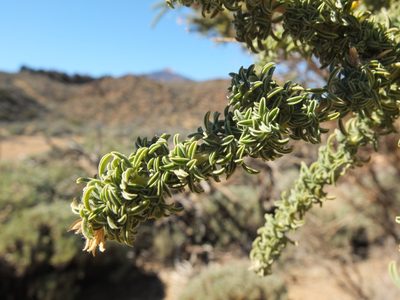 Adenocarpus viscosus, photographed by Cristina Villaverde