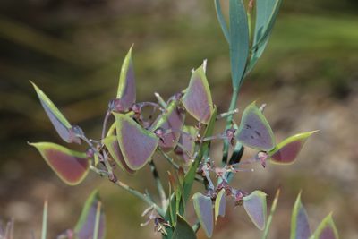 Daviesia horrida, photographed by T. Hammer