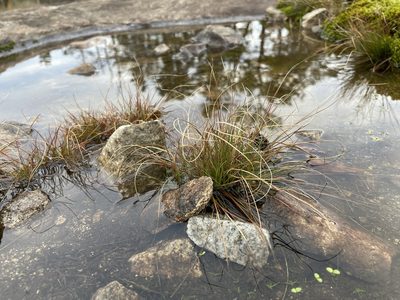 Juncus georgianus, photographed by Brandon Corder