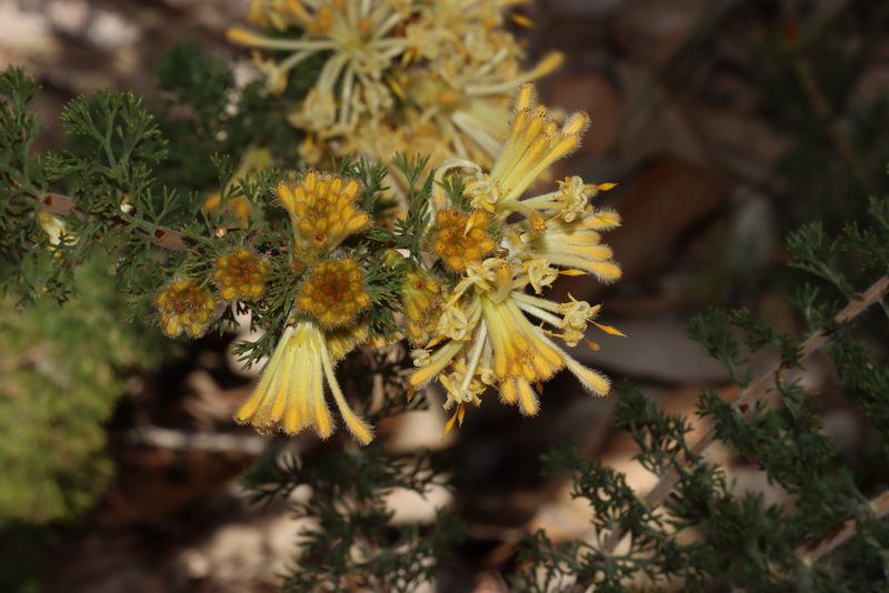 Petrophile serruriae, photographed by T. Hammer