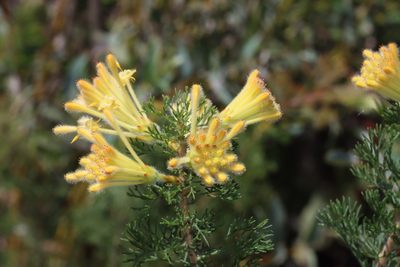 Petrophile serruriae, photographed by T. Hammer