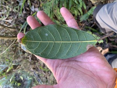 Ficus nervosa, photographed by 呂一起(Lyu yi-chi)