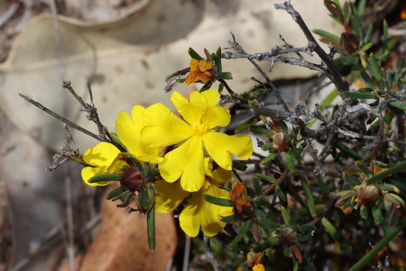 Hibbertia aurea, photographed by T. Hammer