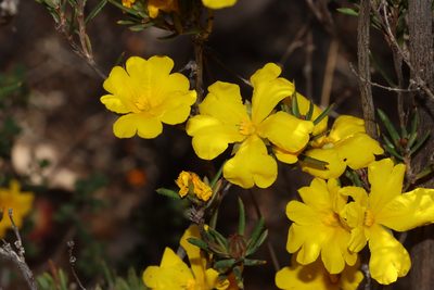 Hibbertia aurea, photographed by T. Hammer