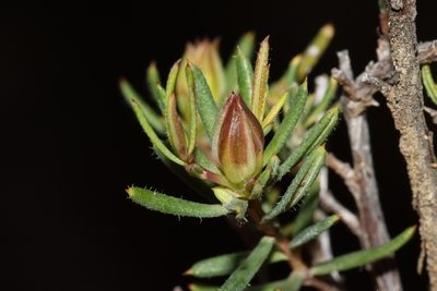Hibbertia aurea, photographed by T. Hammer