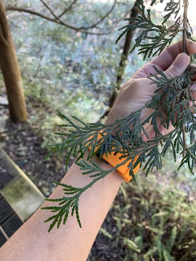 Calocedrus formosana, photographed by 呂一起(Lyu yi-chi)