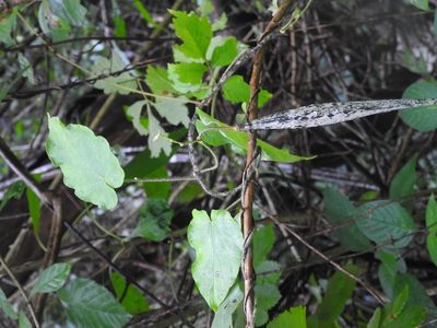 Tutunakanthus velutinoides, photographed by Neptalí Ramírez Marcial