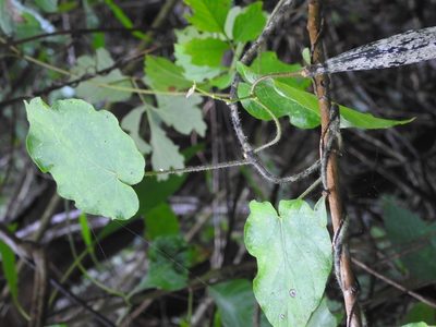 Tutunakanthus velutinoides, photographed by Neptalí Ramírez Marcial