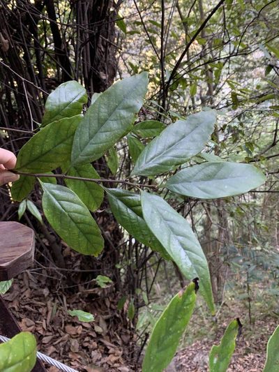 Castanopsis kawakamii, photographed by 呂一起(Lyu yi-chi)