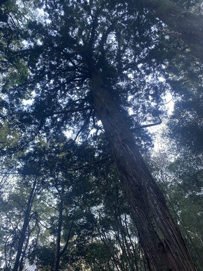 Calocedrus formosana, photographed by 呂一起(Lyu yi-chi)