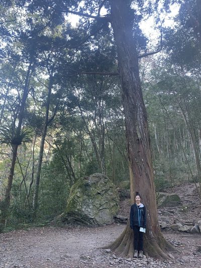 Calocedrus formosana, photographed by 呂一起(Lyu yi-chi)