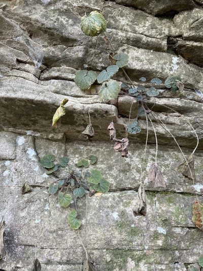 Heuchera missouriensis, photographed by Brandon Corder