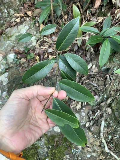 Ilex tugitakayamensis, photographed by 呂一起(Lyu yi-chi)
