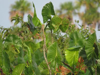 Montrichardia linifera, photographed by Andrés Ramírez-Barrera