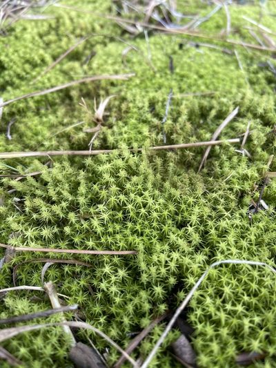 Pleurochaete luteola, photographed by Brandon Corder