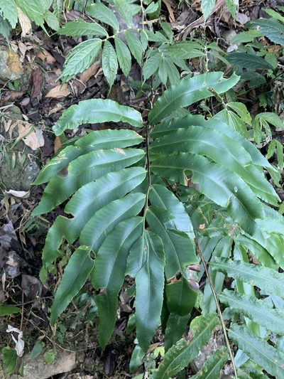 Dryopteris pseudosieboldii, photographed by 呂一起(Lyu yi-chi)