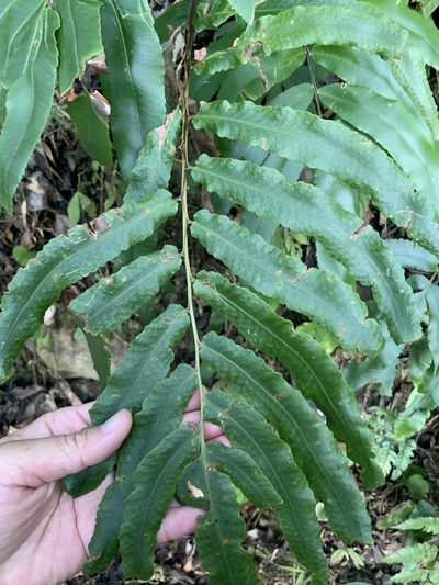 Dryopteris pseudosieboldii, photographed by 呂一起(Lyu yi-chi)