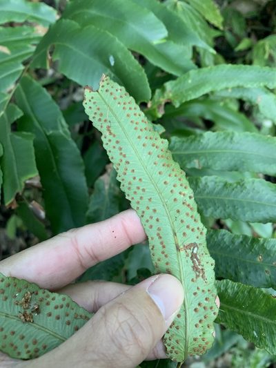 Dryopteris pseudosieboldii, photographed by 呂一起(Lyu yi-chi)