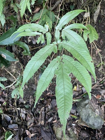 Tectaria simonsii, photographed by 呂一起(Lyu yi-chi)