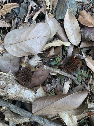Castanopsis kawakamii, photographed by 呂一起(Lyu yi-chi)