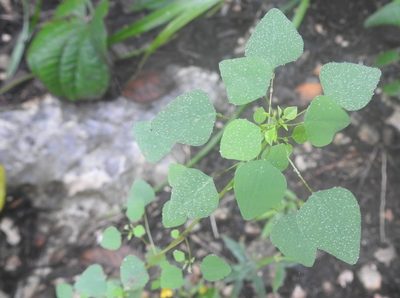 Euphorbia ocymoidea, photographed by Neptalí Ramírez Marcial