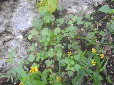 Euphorbia ocymoidea, photographed by Neptalí Ramírez Marcial