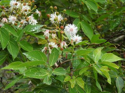Mimosa psilocarpa, photographed by Neptalí Ramírez Marcial
