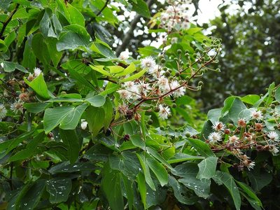 Mimosa psilocarpa, photographed by Neptalí Ramírez Marcial
