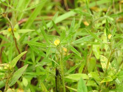 Stylosanthes guianensis, photographed by Neptalí Ramírez Marcial
