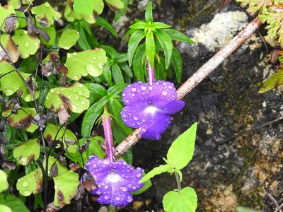 Achimenes cettoana, photographed by Neptalí Ramírez Marcial