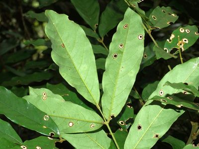 Ormosia hengchuniana, photographed by Jacy Chen