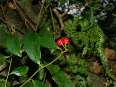 Ardisia cornudentata, photographed by Jacy Chen