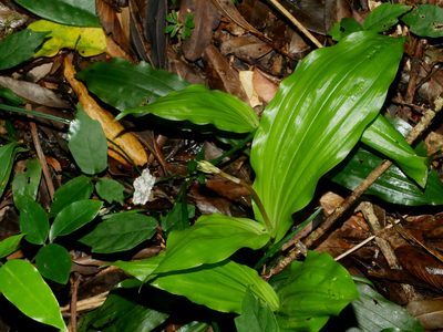 Calanthe arisanensis, photographed by Jacy Chen