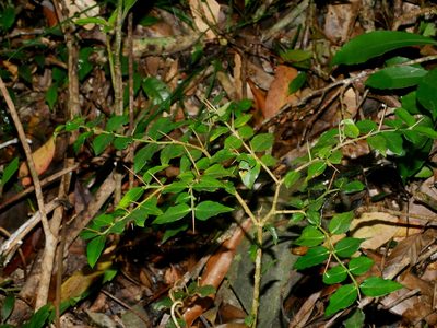Damnacanthus indicus, photographed by Jacy Chen