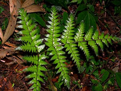 Ctenitis subglandulosa, photographed by Jacy Chen