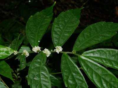 Elatostema lineolatum, photographed by Jacy Chen