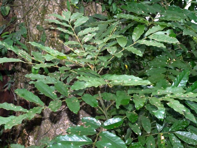 Ormosia hengchuniana, photographed by Jacy Chen