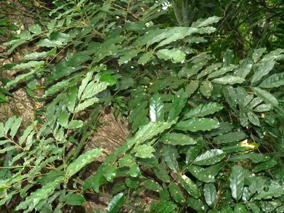 Ormosia hengchuniana, photographed by Jacy Chen