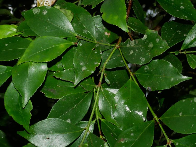 Euonymus tashiroi, photographed by Jacy Chen