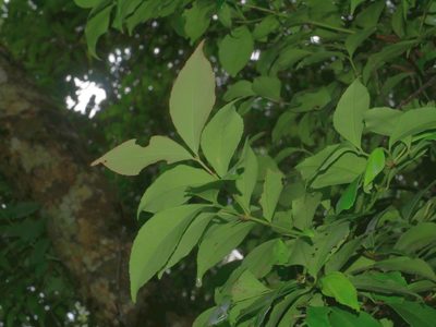 Euonymus tashiroi, photographed by Jacy Chen
