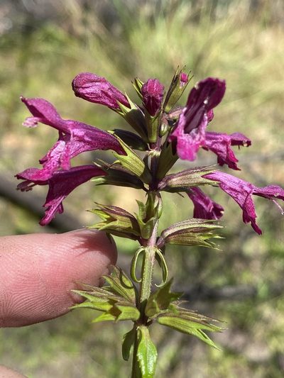 Stachys thunbergii, photographed by Dave U