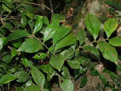 Euonymus tashiroi, photographed by Jacy Chen