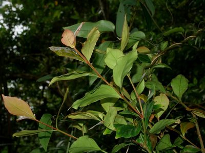 Euonymus tashiroi, photographed by Jacy Chen