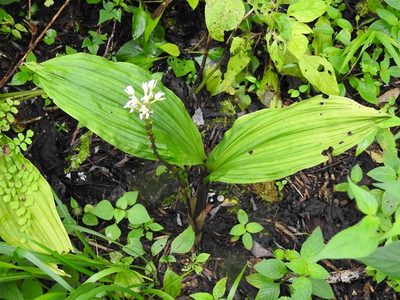Govenia alba, photographed by Neptalí Ramírez Marcial