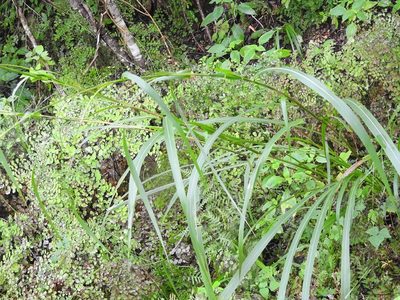 Tripsacum jalapense, photographed by Neptalí Ramírez Marcial