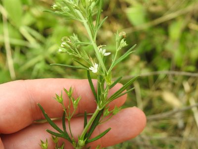 Teucrium trifidum, photographed by Matthew Fainman