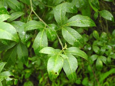 Zanthoxylum limoncello, photographed by Neptalí Ramírez Marcial