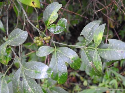 Zanthoxylum limoncello, photographed by Neptalí Ramírez Marcial